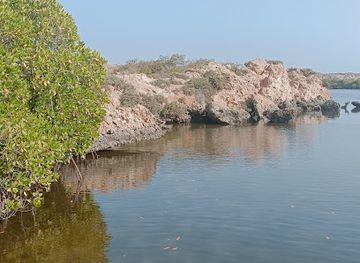saudi-arabia/farasan-islands/attraction/mangroves-forest