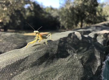 portugal/alentejo/attraction/olival-parreira