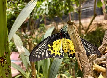 malaysia/kelantan/attraction/butterfly-garden