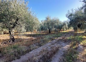argentina/mendoza/maipu/attraction/olivicola-maguay-maipu