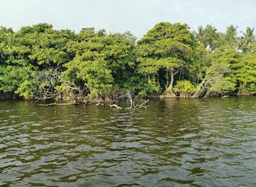 sri-lanka/matara-district/attraction/mirissa-eco-lagoon-tours