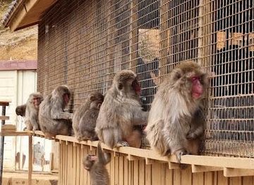 japan/kyoto/attraction/arashiyama-monkey-park-iwatayama