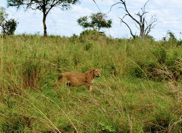 tanzania/mikumi-national-park/attraction/ritungu-tours-safari-ltd