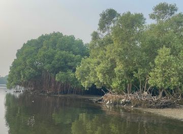 india/puducherry/attraction/pichavaram-mangrove-forest