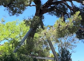 france/avignon/attraction/pinie