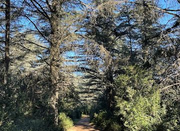 france/luberon/attraction/forets-des-cedres