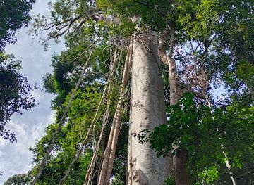 malaysia/kelantan/attraction/koompassia-excelsa-tualang-tree-tahan-crocker-pahang