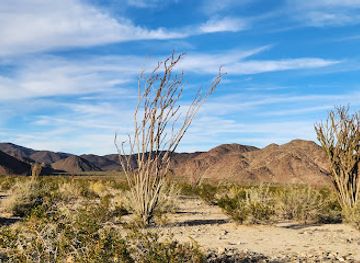 california/colorado-desert/attraction/ocotillo-patch