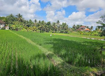 indonesia/bali/canggu/attraction/rice-fields-photo-spot
