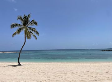 the-bahamas/new-providence/attraction/the-cove-beach-palm