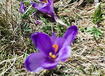 ukraine/dragobrat/attraction/galavina-krokusiv