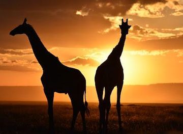 kenya/nairobi/attraction/best-camping-tours-and-safari-ltd