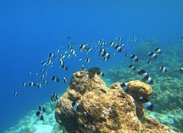 maldives/dhangethi-island/attraction/futarru-reef