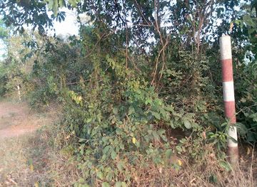 togo/bassar/attraction/foret-sacree-de-tchavadi