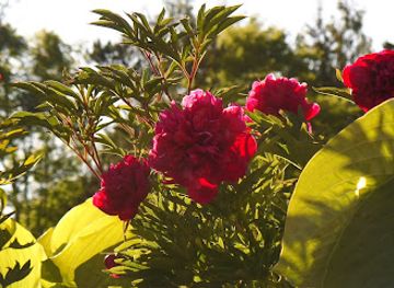 estonia/kuressaare/attraction/saaremaa-peony-gardens