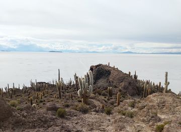 bolivia/salar-de-uyuni/attraction/isla-pia-pia