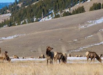 mississippi/jackson/attraction/national-elk-refuge-greater-yellowstone-visitor-center
