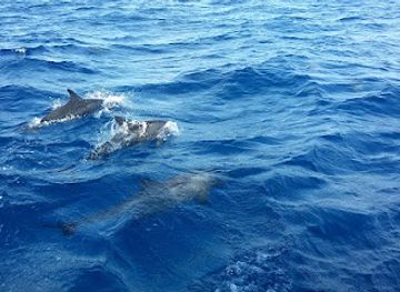 maldives/gaafu-dhaalu-atoll/attraction/dolphin-point-gadhdhoo
