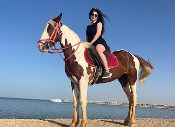 egypt/hurghada/attraction/aqua-horse-hurghada