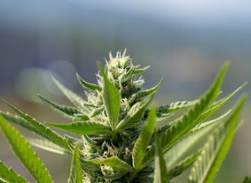 jamaica/runaway-bay/attraction/cannabis-farm-tour-jamaica