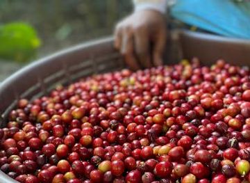 costa-rica/monteverde/attraction/coffee-tour-cafe-monteverde