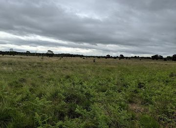 united-kingdom/yorkshire-and-the-humber/attraction/ywt-strensall-common