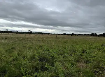 YWT Strensall Common