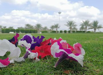 oman/ash-sharqiyah-north-governorate/attraction/ibra-public-park