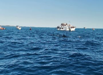 croatia/porec/attraction/dolphin-safari-porec-zelena-laguna