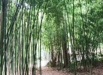 hungary/western-transdanubia/attraction/bambusz-liget