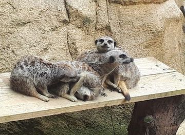united-kingdom/london/attraction/hertfordshire-zoo