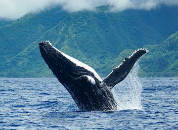 french-polynesia/tahiti-iti/attraction/atae-safari-ocean-tahiti