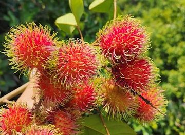 honduras/cayos-cochinos/attraction/finca-la-caridad-ceiba