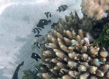 maldives/faafu-atoll/attraction/conrad-mochi-reef