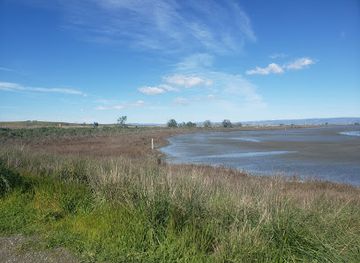 california/mountain-view/attraction/skimmers-at-shoreline