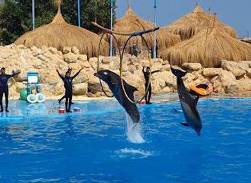 egypt/sharm-el-sheikh/attraction/dolphina-show