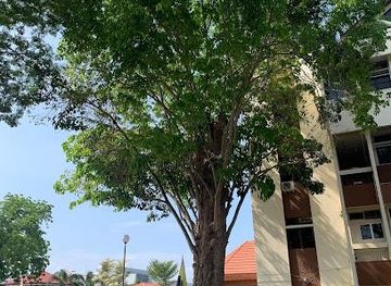 malaysia/ipoh/attraction/malaya-first-rubber-tree-kuala-kangsar-perak