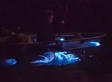 Bioluminescence Tours