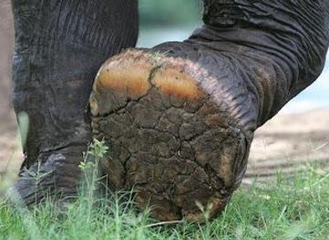 thailand/kanchanaburi/attraction/elephants-world