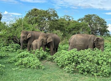 sri-lanka/dry-zone/attraction/sri-lanka-elephant-safari