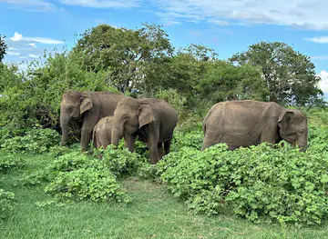Sri Lanka Elephant Safari