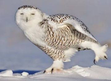 italy/lake-como/attraction/falconeria-locarno