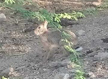 ethiopia/dire-dawa/attraction/ddu-jangle