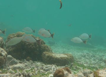 maldives/huraa/attraction/adaaran-housereef