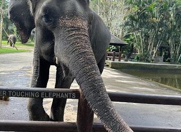indonesia/bali/attraction/elephant-safari-park-lodge-bali