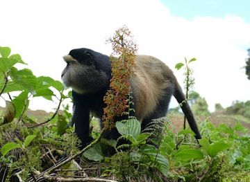 rwanda/byumba/attraction/volcanoes-national-park