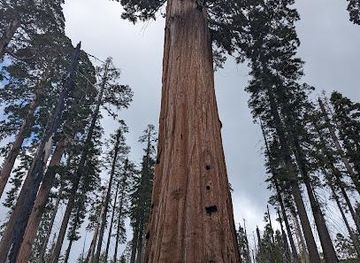 california/sequoia-national-park/attraction/general-grant-grove