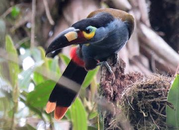 ecuador/mindo-cloud-forest/attraction/tandayapa-reserves-cluster-mindo-cloudforest-foundation