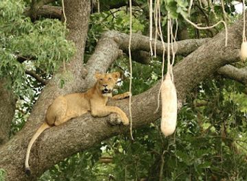 uganda/western-region/attraction/derrick-wildlife-tour-guide-in-uganda-and-rwanda