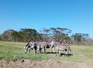 kenya/lake-naivasha/attraction/lake-nakuru-national-park